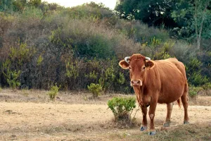 Afrika Kurban Bağışı ile Umut Dağıtın