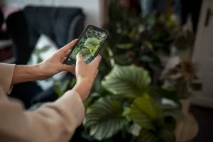 Android ve iPhone için en iyi bitki tanıma programı