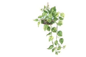 Duvar Sarmaşığı (Hedera Helix)’dan Evinizde Neden Bir Tane Olmalı?