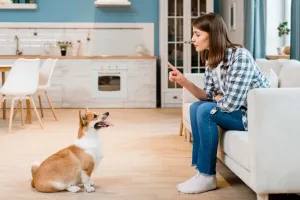 Köpek Eğitimi için En İyi Android ve iOS Uygulamaları