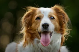 Köpek Sahiplendirme Sürecinde Yeni Bir Yuvaya Umut Taşımak
