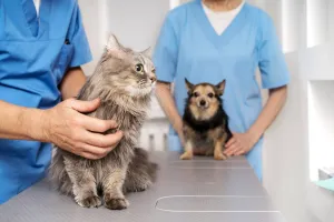 Pendik Veteriner Kliniği