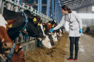 Ruminant Nedir?