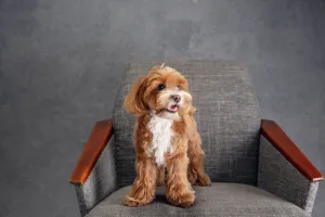 Toy Poodle: Zarif, Zeki ve Sevgi Dolu Küçük Arkadaşlar